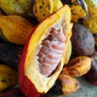 An opened cacao pod showing the fresh beans inside