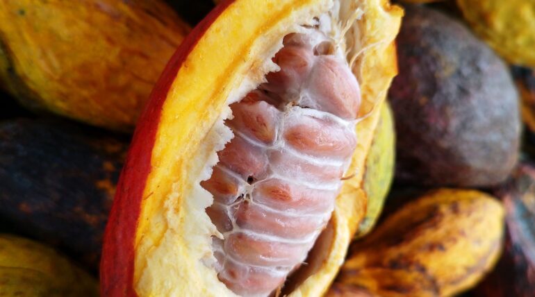 An opened cacao pod showing the fresh beans inside