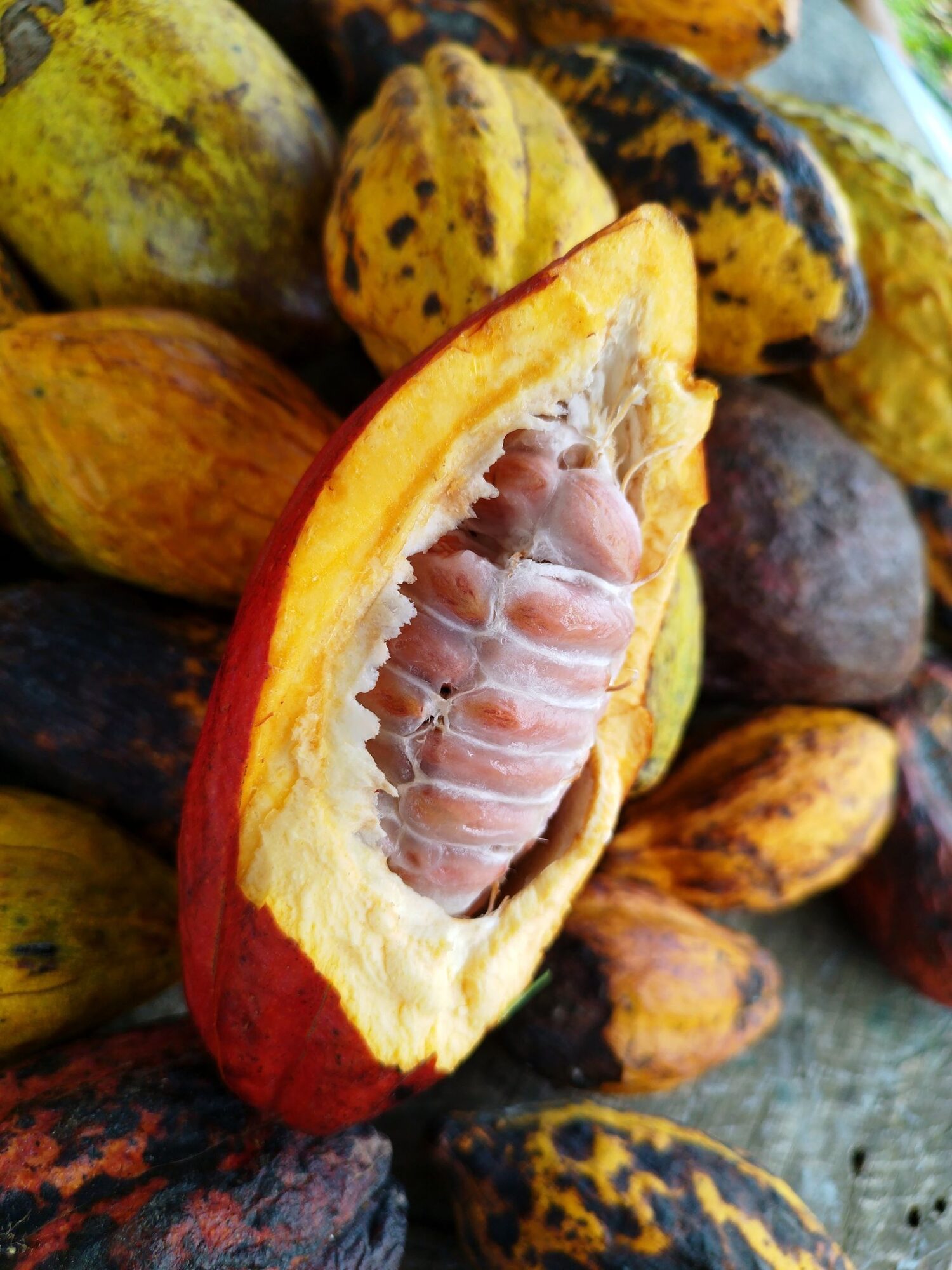 An opened cacao pod showing the fresh beans inside