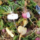 Fresh red, black and yellow maca roots in a field in the Peruvian Andes