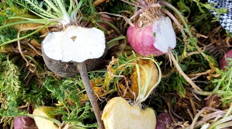 Fresh red, black and yellow maca roots in a field in the Peruvian Andes