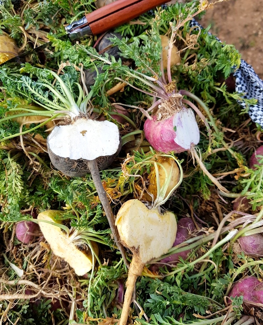 Fresh red, black and yellow maca roots in a field in the Peruvian Andes