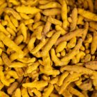 Fresh turmeric roots, the source of curcumin