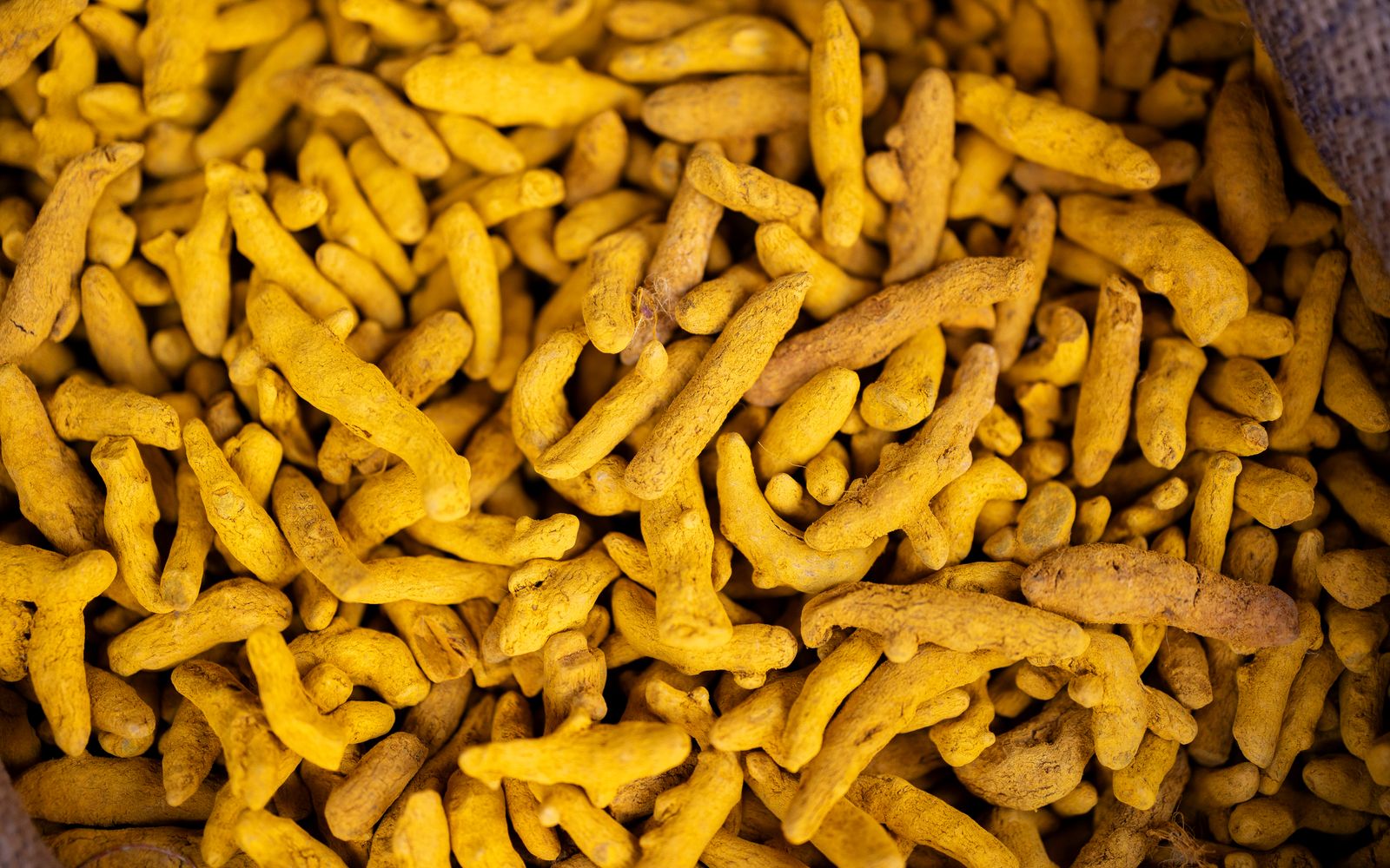 Fresh turmeric roots, the source of curcumin